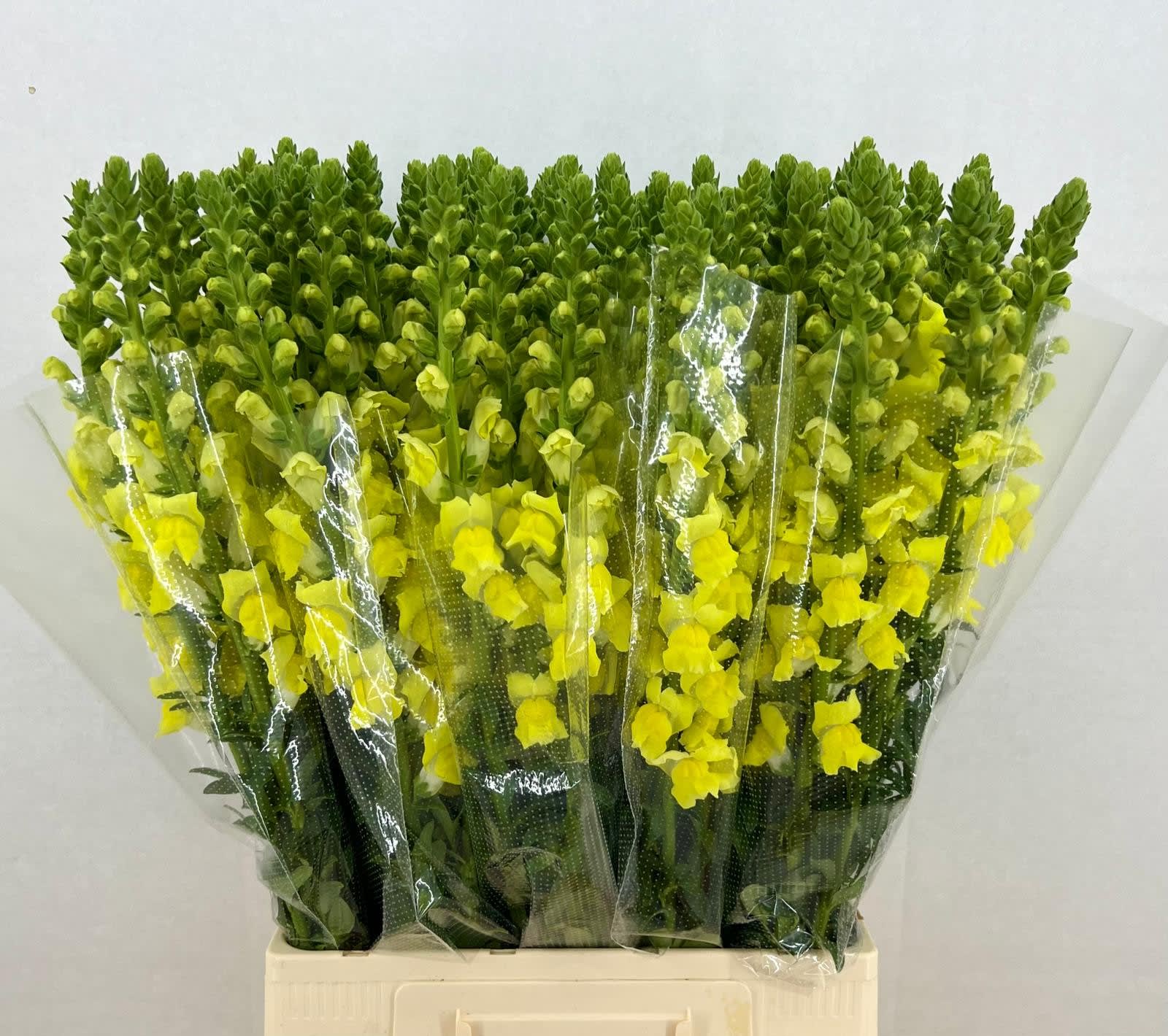 Срезанные цветы оптом Antirrhinum potomac yellow от 50шт из Голландии с доставкой по России