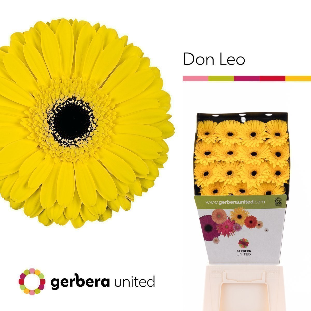Срезанные цветы оптом Gerbera diamond don leo от 15шт. из Голландии с доставкой по России