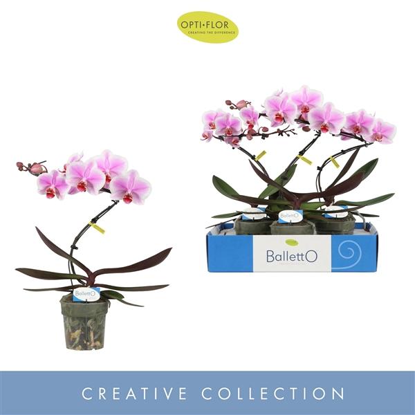 Горшечные цветы и растения оптом Phal 1st Balletto Spinturn (opti) от 3шт из Голландии с доставкой по России