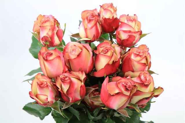 Срезанные цветы оптом Rosa ec paloma от 40шт из Голландии с доставкой по России