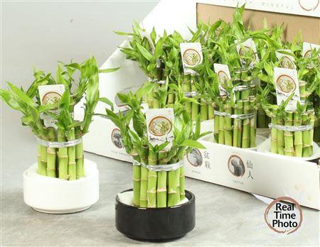 Горшечные цветы и растения оптом Dra Lucky Bamboo 2 Rings от 13шт (для телеги) из Голландии с доставкой по России