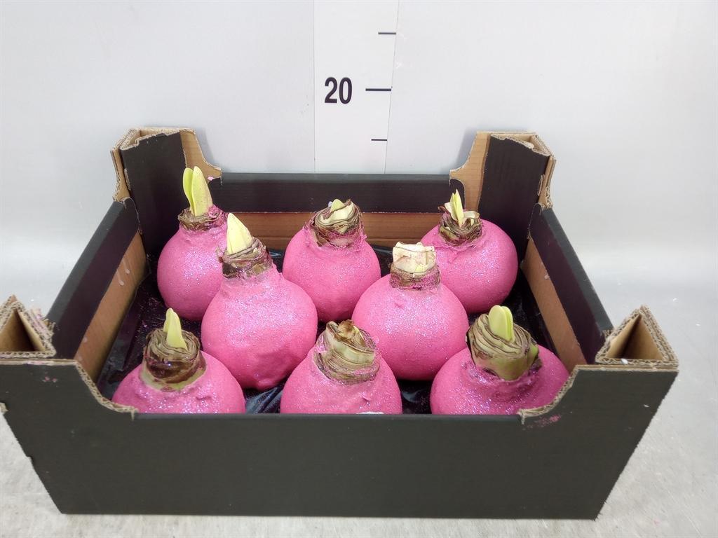 Горшечные цветы и растения оптом Hippeastrum   ...waxed H% от 8шт' из Голландии с доставкой по России