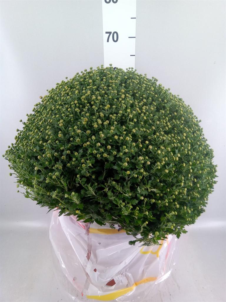 Горшечные цветы и растения оптом Chrysanthemum ..gr от 1шт из Голландии с доставкой по России
