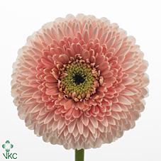 Срезанные цветы оптом Germini gerponi belfi от 80шт из Голландии с доставкой по России