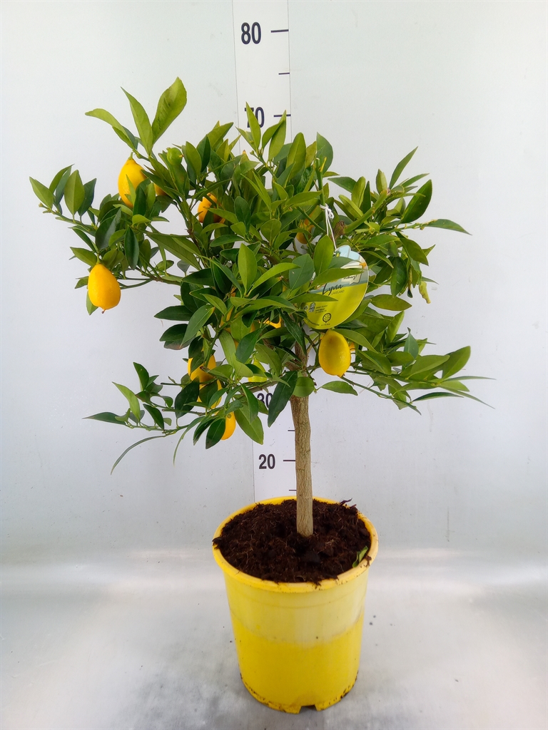 Горшечные цветы и растения оптом Citrofortunella Floridana от 1шт (для телеги) из Голландии с доставкой по России