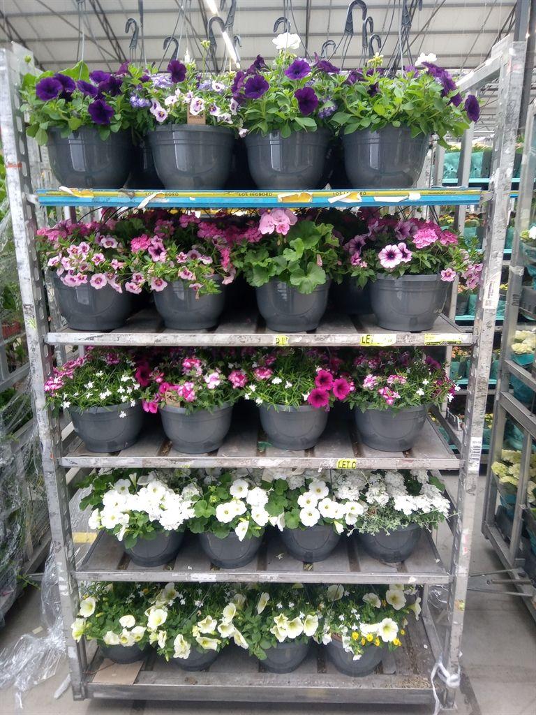 Горшечные цветы и растения оптом Perkplanten   ...mix /pot [bedding] от 1шт из Голландии с доставкой по России