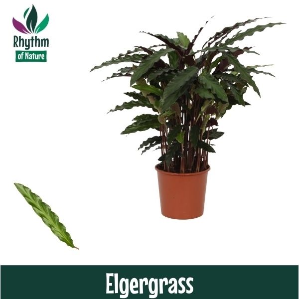 Горшечные цветы и растения оптом Calathea Elgergrass (rhythm Of Nature) от 6шт из Голландии с доставкой по России