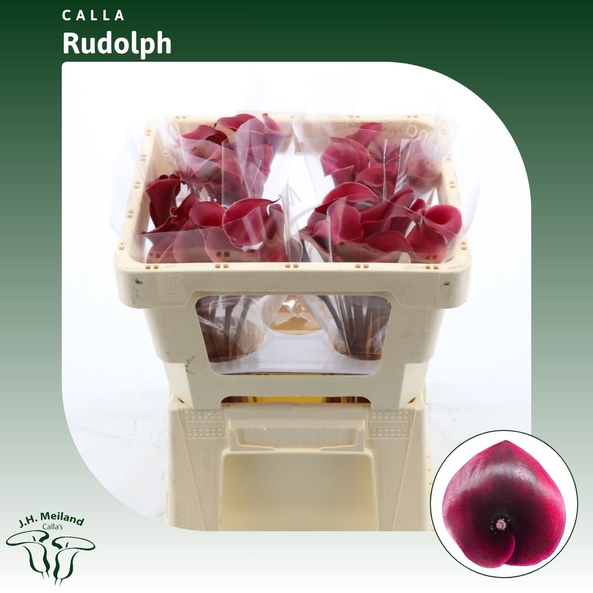 Срезанные цветы оптом Zantedeschia rudolph от 40шт из Голландии с доставкой по России