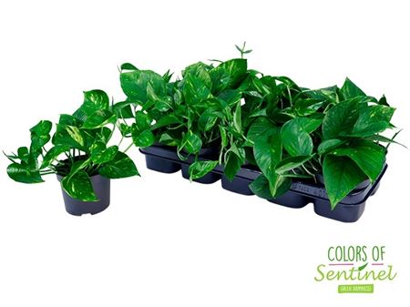 Горшечные цветы и растения оптом Epipremnum Aureum от 10шт из Голландии с доставкой по России