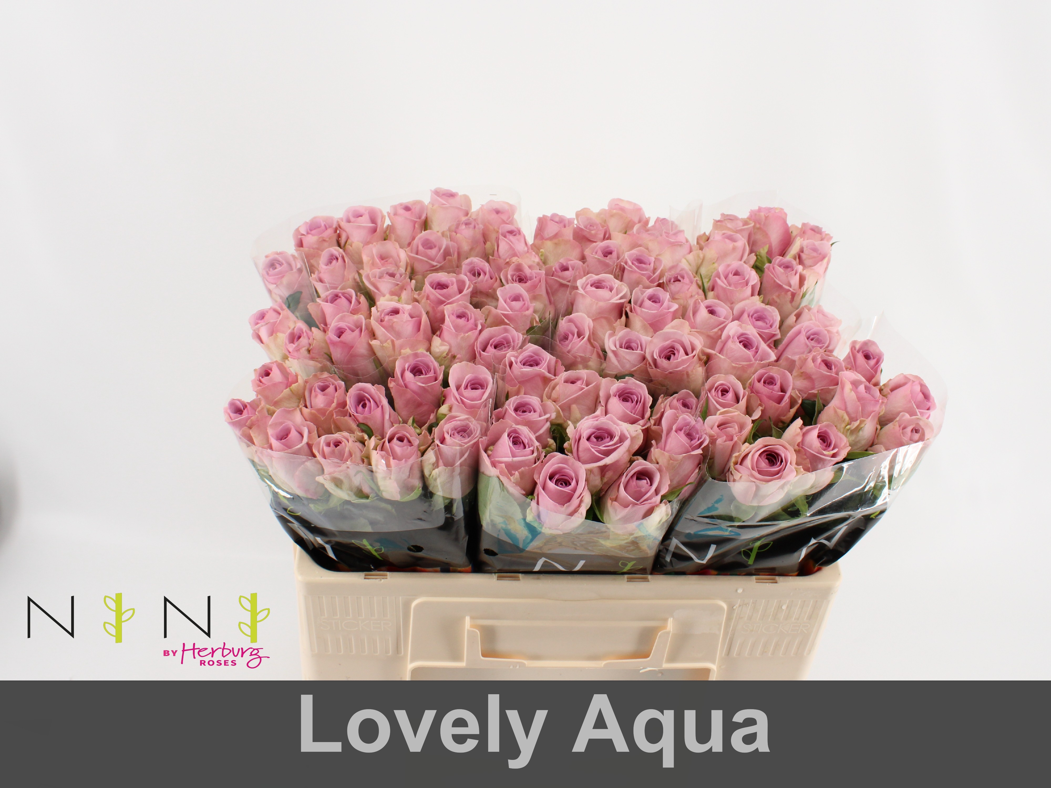 Срезанные цветы оптом Rosa large lovely auqa! от 80шт из Голландии с доставкой по России