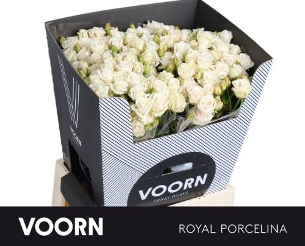 Срезанные цветы оптом Rosa spray royal porcelina от 30шт из Голландии с доставкой по России