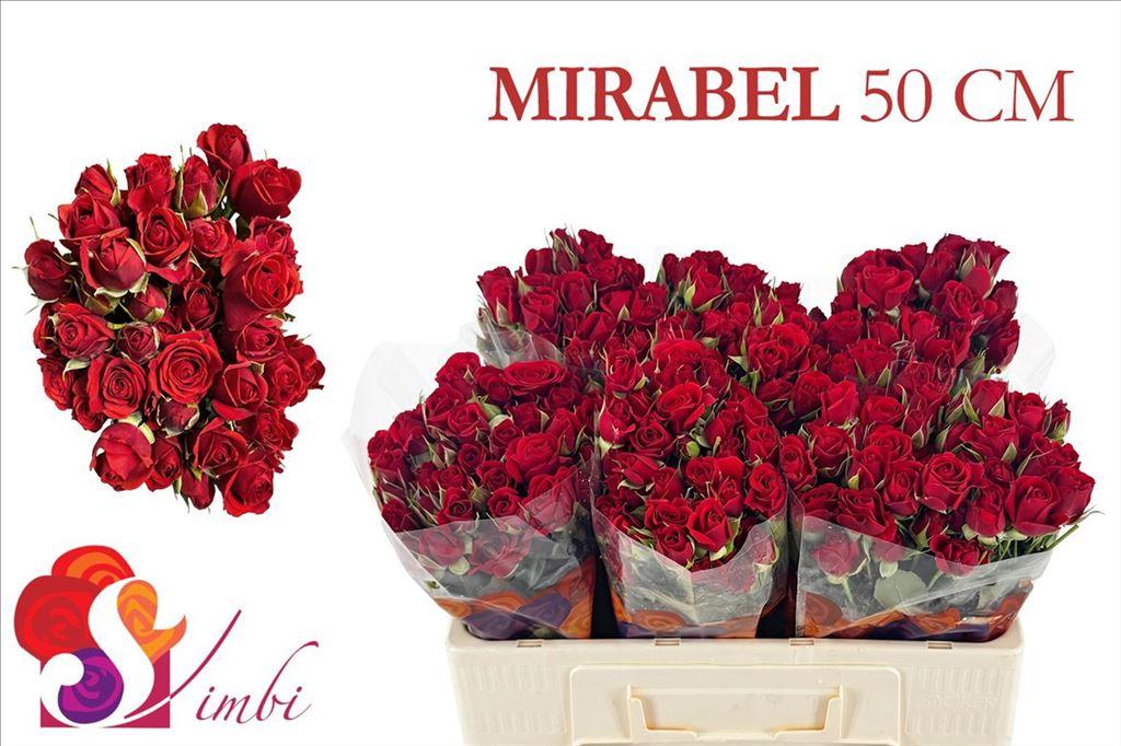 Срезанные цветы оптом Rosa spray mirabel от 350шт из Голландии с доставкой по России