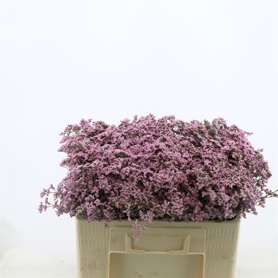 Срезанные цветы оптом Limonium safora oshi pink от 800шт.... из Голландии с доставкой по России