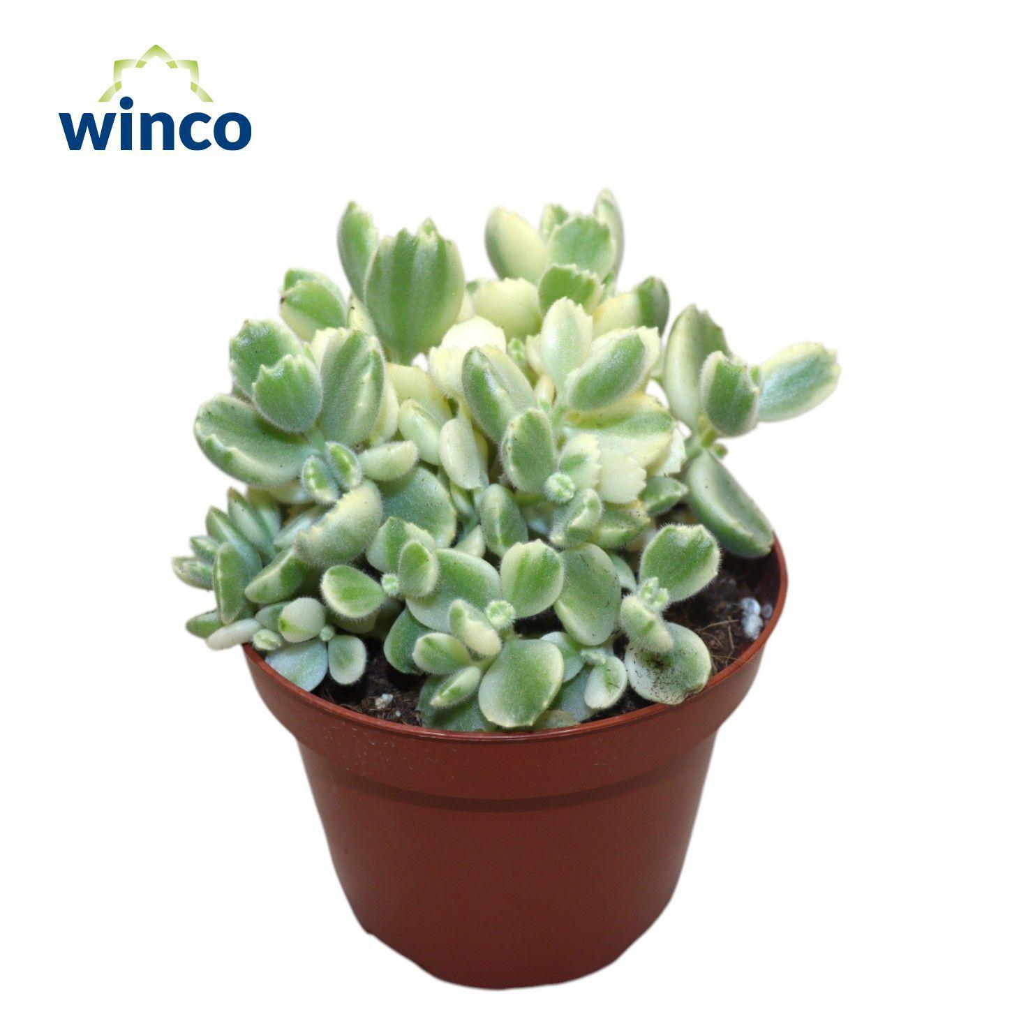 Горшечные цветы и растения оптом Cotyledon Ladysmithiensis Variegata от 6шт из Голландии с доставкой по России