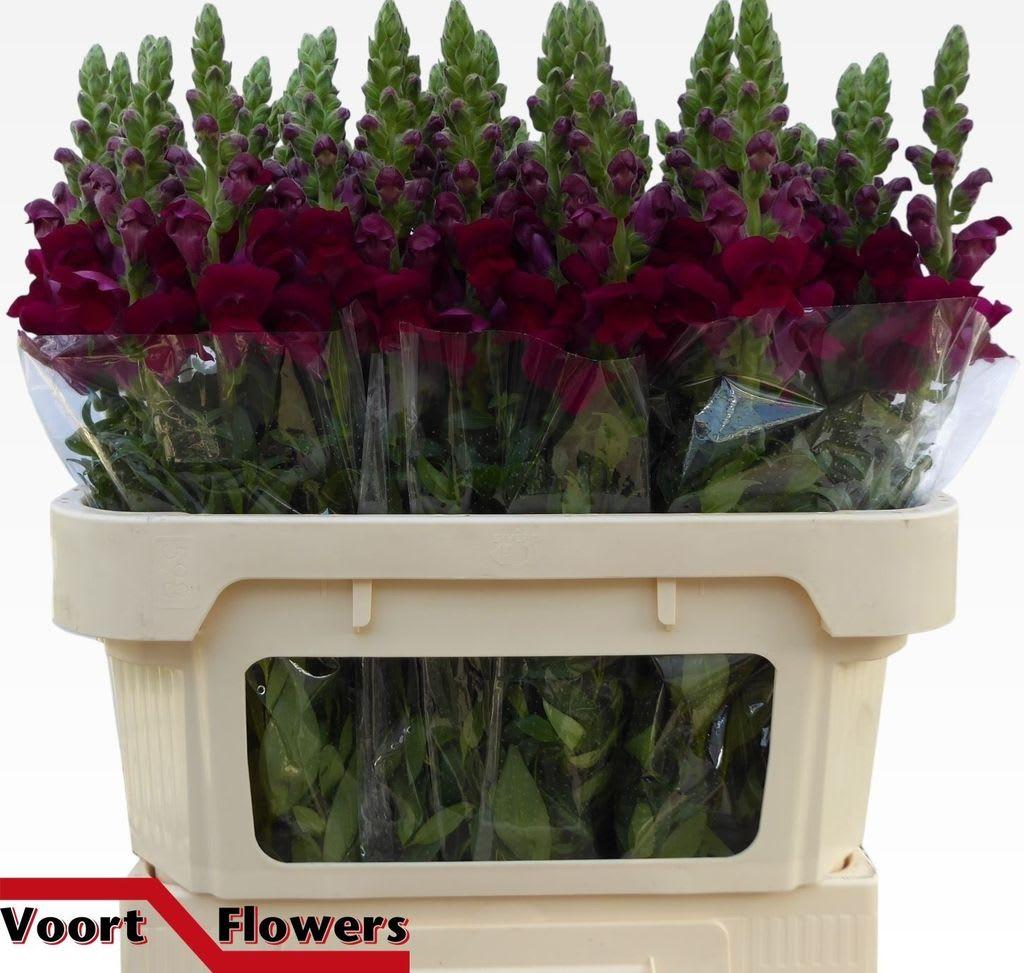 Срезанные цветы оптом Antirrhinum antibes red от 60шт из Голландии с доставкой по России