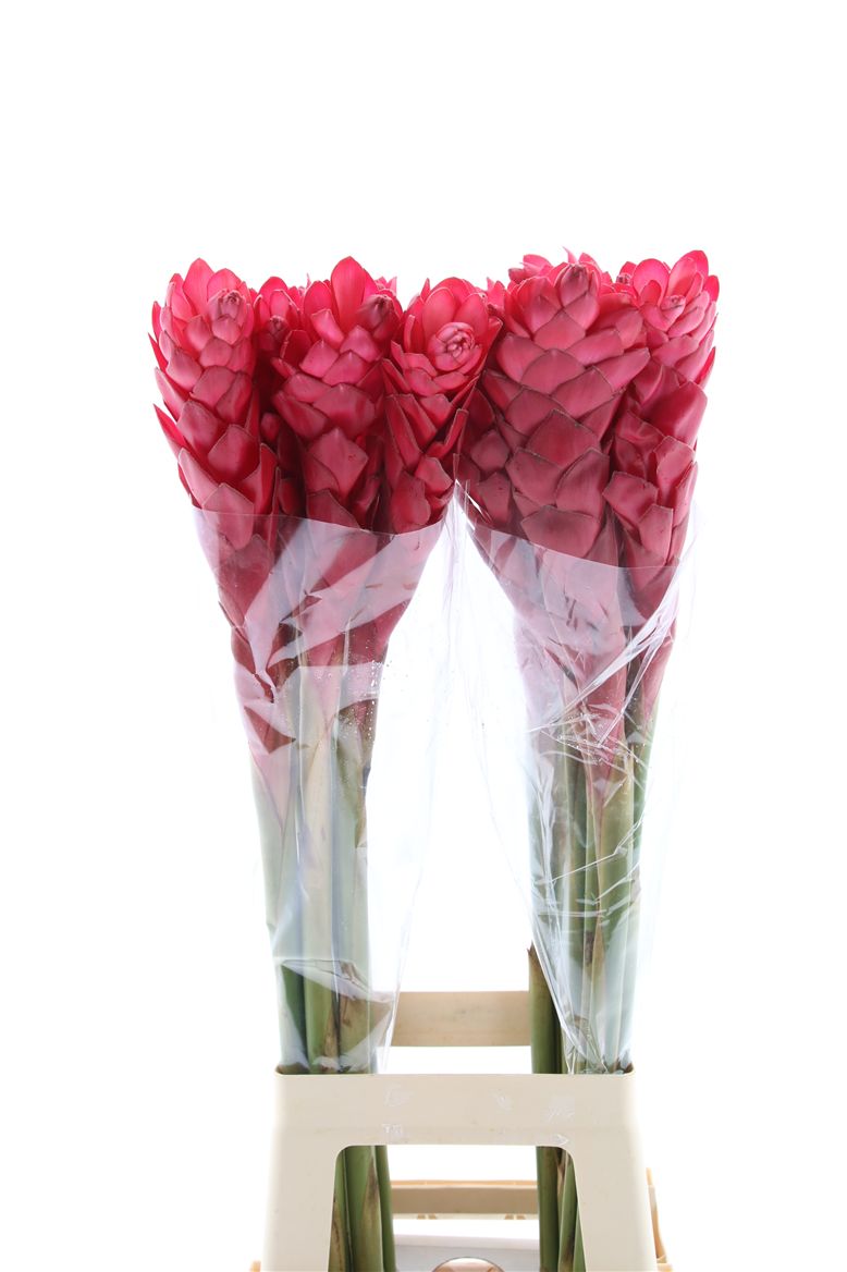 Срезанные цветы оптом Alpinia red от 50шт из Голландии с доставкой по России