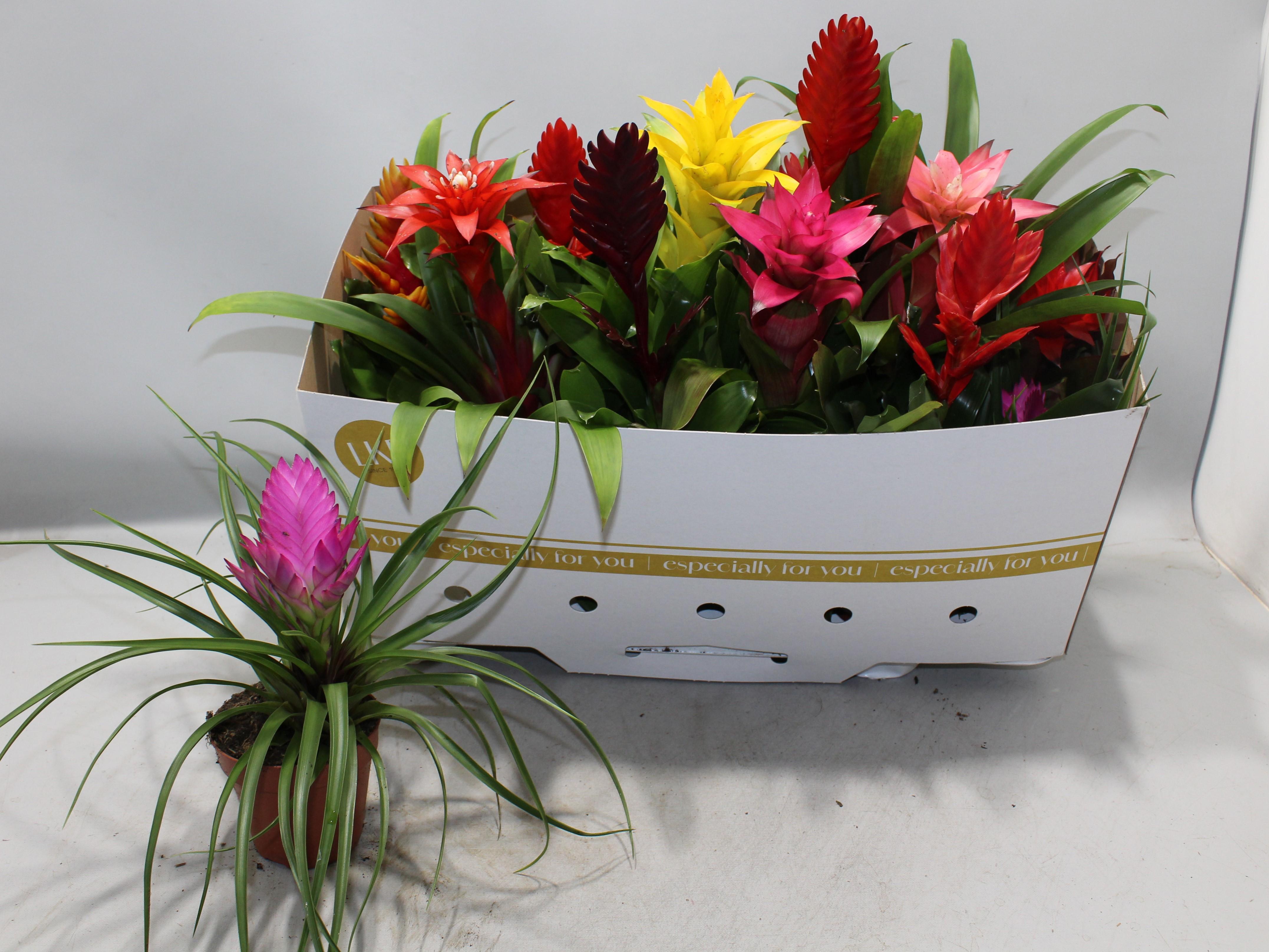 Горшечные цветы и растения оптом Bromelia Gem от 12шт из Голландии с доставкой по России