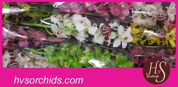Срезанные цветы оптом Cymbidium mix от 10шт. из Голландии с доставкой по России