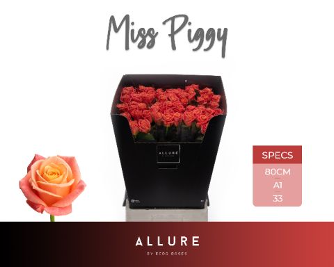 Срезанные цветы оптом Rosa large miss piggy Allure от 60шт из Голландии с доставкой по России