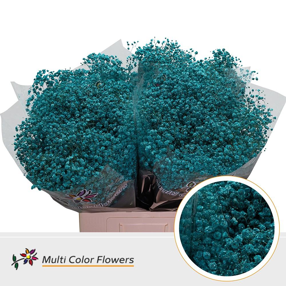 Срезанные цветы оптом Gyps large paint turqoise от 100шт из Голландии с доставкой по России