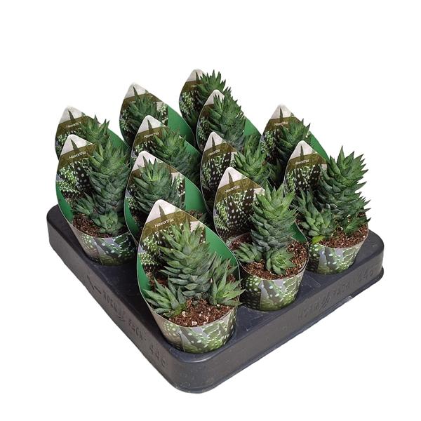 Горшечные цветы и растения оптом Haworthia Resendeana Potcover от 12шт (для телеги) из Голландии с доставкой по России