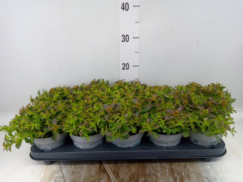 Горшечные цветы и растения оптом Sedum   ... от 10шт из Голландии с доставкой по России