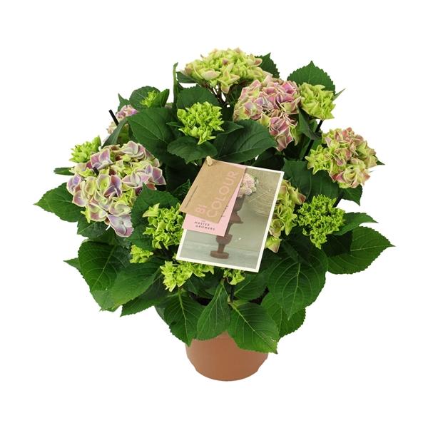 Горшечные цветы и растения оптом Hydrangea Ma Bicolor Blue 5+ от 6шт из Голландии с доставкой по России