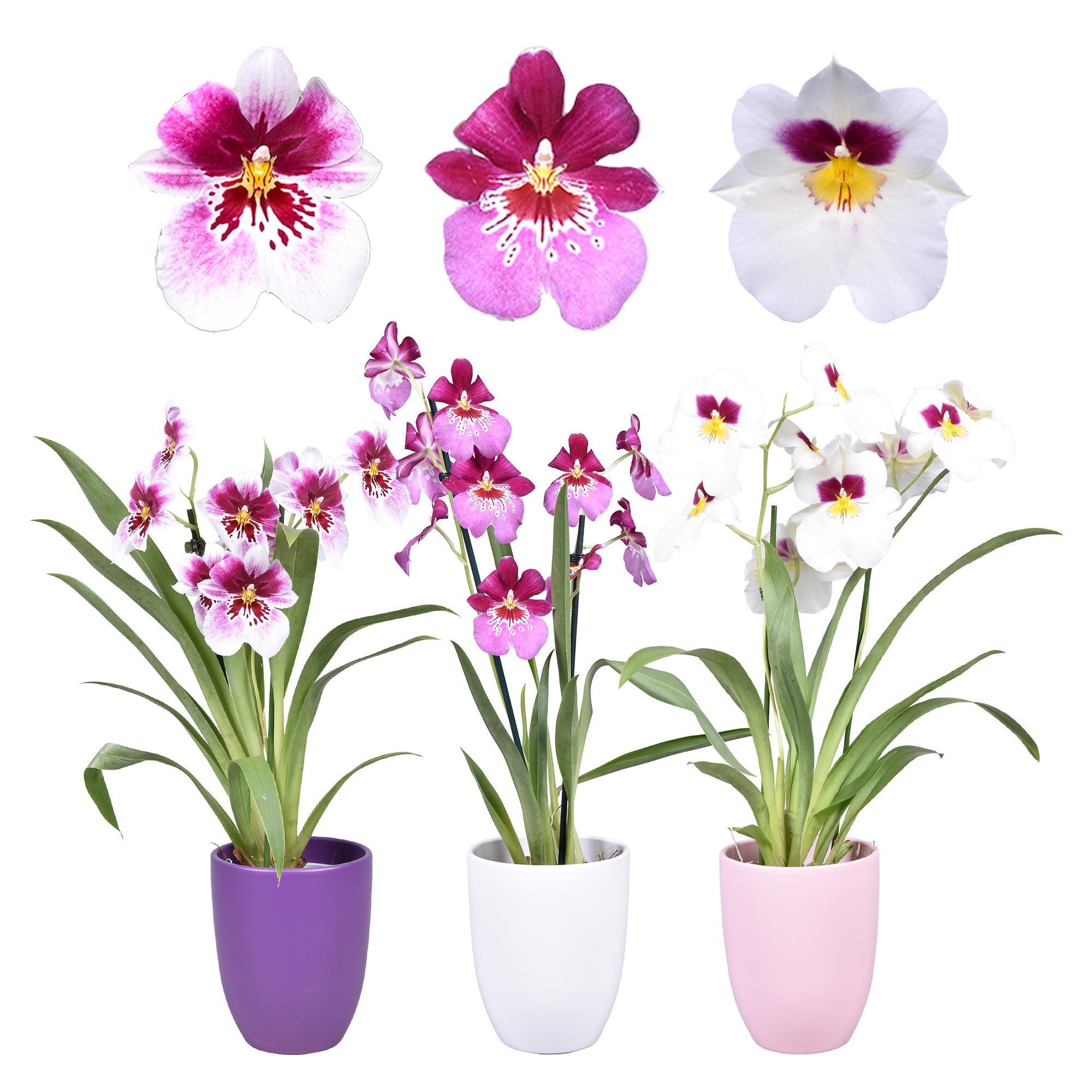 Горшечные цветы и растения оптом Miltonia 2st Mix In Ceramic от 6шт из Голландии с доставкой по России