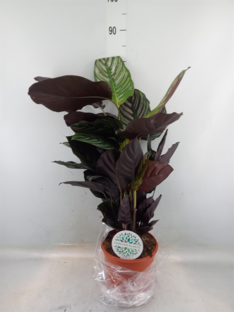 Горшечные цветы и растения оптом Calathea Sanderiana от 1шт из Голландии с доставкой по России