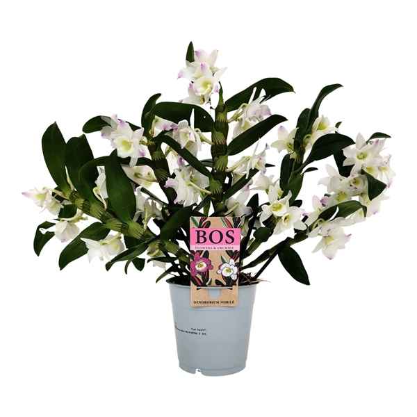 Горшечные цветы и растения оптом Dendr Nob 4-5st Apollon Wild от 6шт из Голландии с доставкой по России