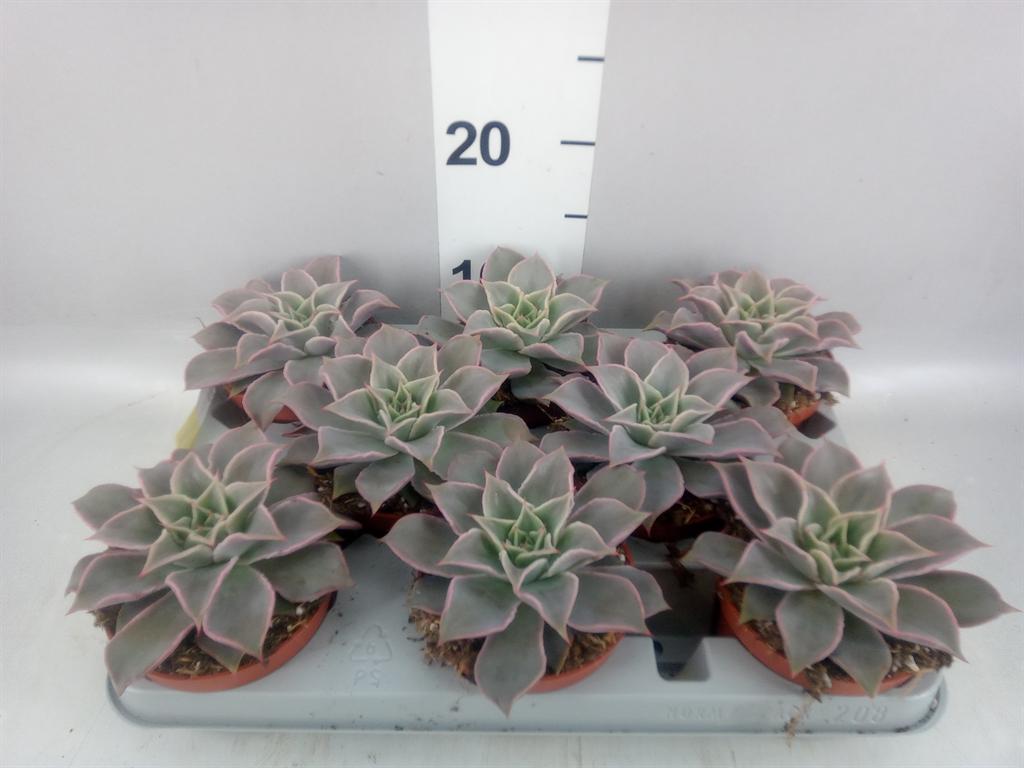 Горшечные цветы и растения оптом Echeveria ... от 8шт из Голландии с доставкой по России