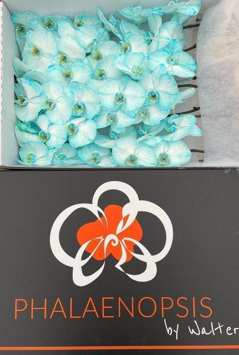 Срезанные цветы оптом Phalaenopsis paint ice blue от 10шт из Голландии с доставкой по России