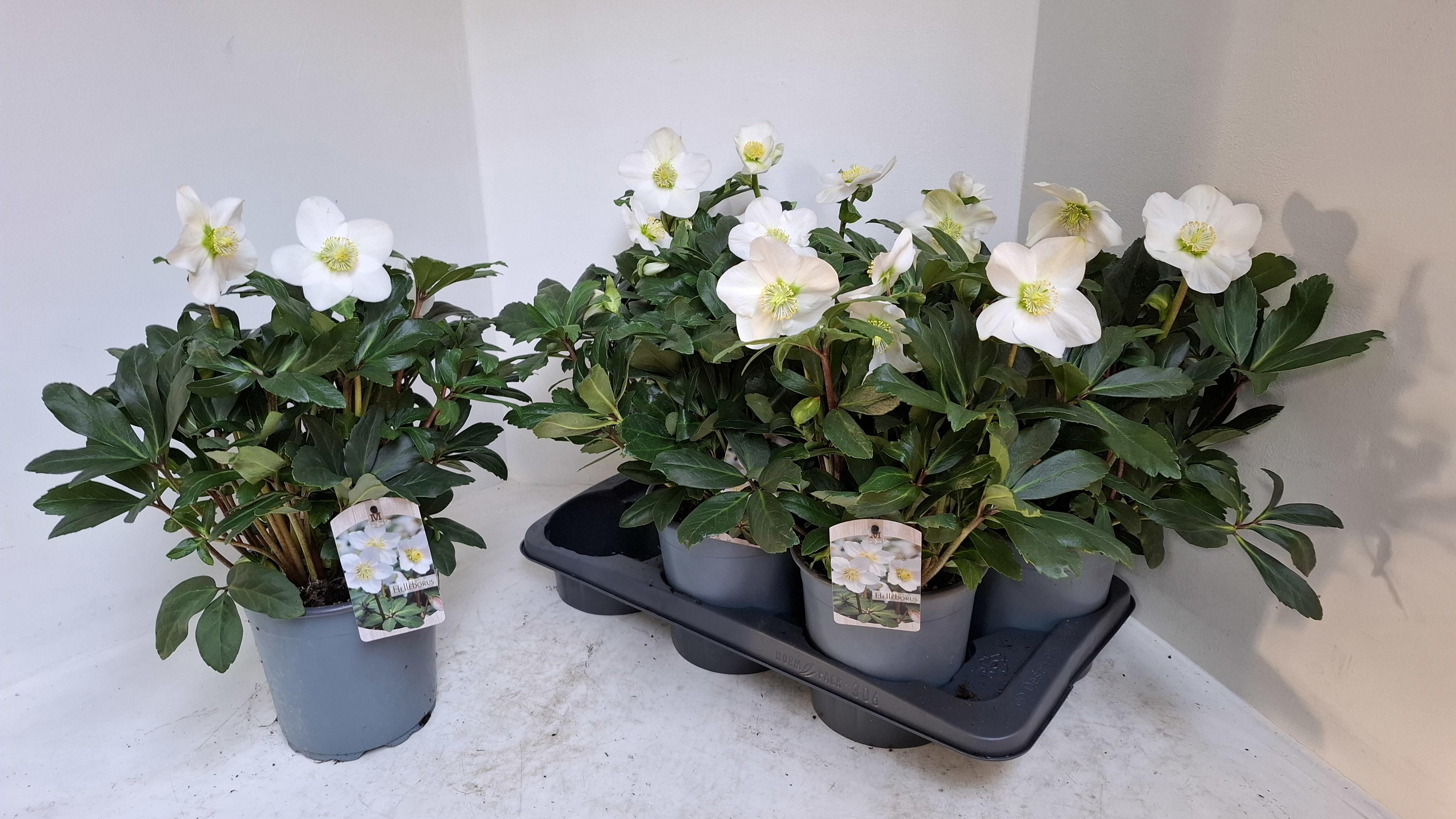 Горшечные цветы и растения оптом Hell Ni Mon Blanc от 6шт из Голландии с доставкой по России