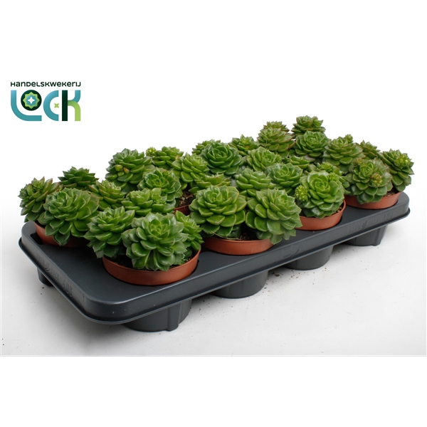Горшечные цветы и растения оптом Echeveria Afines от 8шт из Голландии с доставкой по России