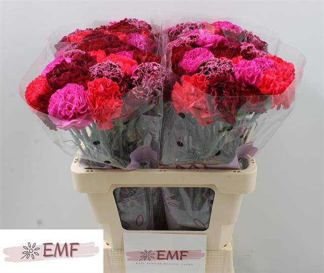 Срезанные цветы оптом Dianthus st mix red fire от 80шт из Голландии с доставкой по России