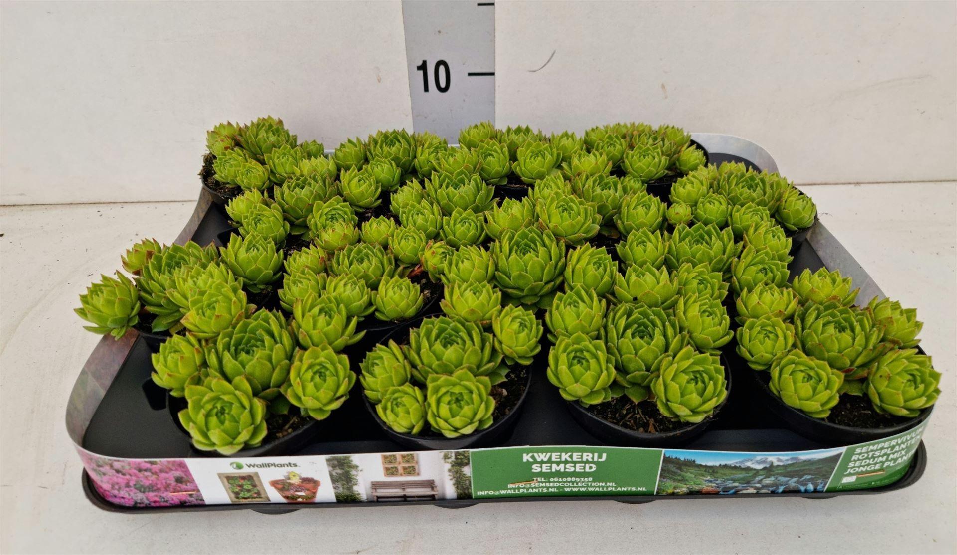 Горшечные цветы и растения оптом Sempervivum Tectorum Var. Glaucum от 16шт (для телеги) из Голландии с доставкой по России