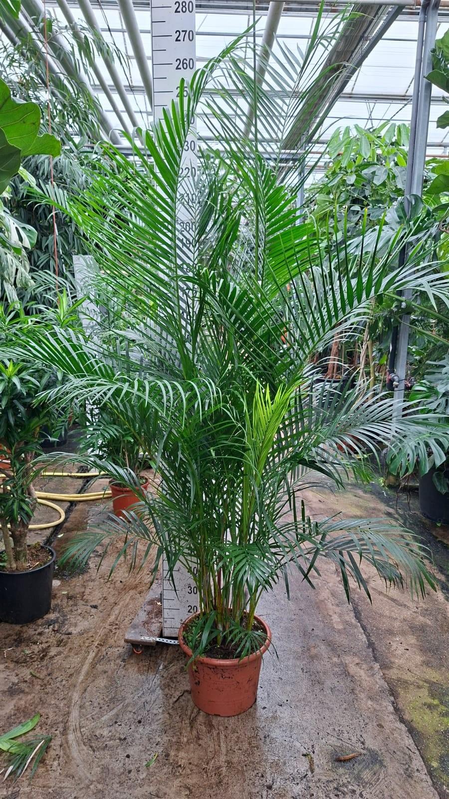 Горшечные цветы и растения оптом Dypsis Lutenscens Xl 260 от 1шт из Голландии с доставкой по России