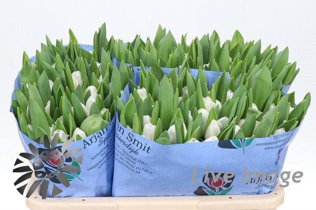 Срезанные цветы оптом Tulipa si royal virgin от 150шт из Голландии с доставкой по России