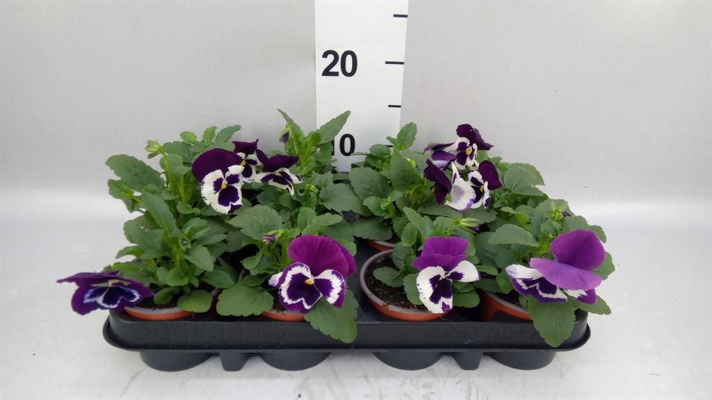 Горшечные цветы и растения оптом Viola Wr. alpha Purple White от 12шт (для телеги) из Голландии с доставкой по России