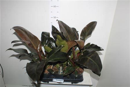 Горшечные цветы и растения оптом Phil Imperial Red от 6шт из Голландии с доставкой по России