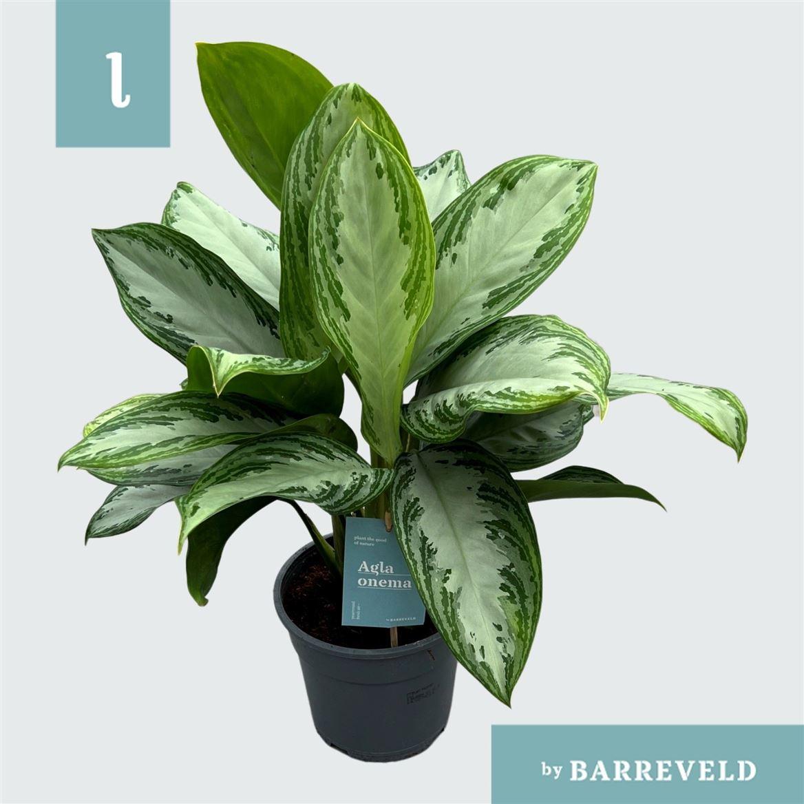Горшечные цветы и растения оптом Aglaonema Silver Bay от 6шт из Голландии с доставкой по России