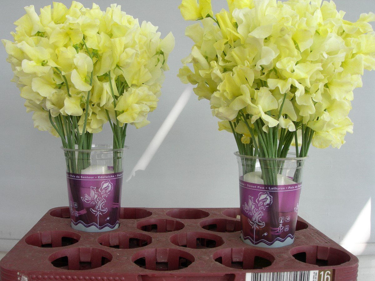 Срезанные цветы оптом Lathyrus paint yellow от 30шт.. из Голландии с доставкой по России