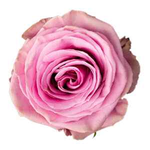 Срезанные цветы оптом Rosa ec scandal от 125шт из Голландии с доставкой по России