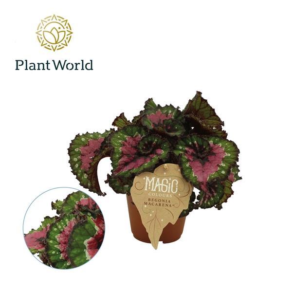 Горшечные цветы и растения оптом Begonia Rex Macarena от 8шт (для телеги) из Голландии с доставкой по России