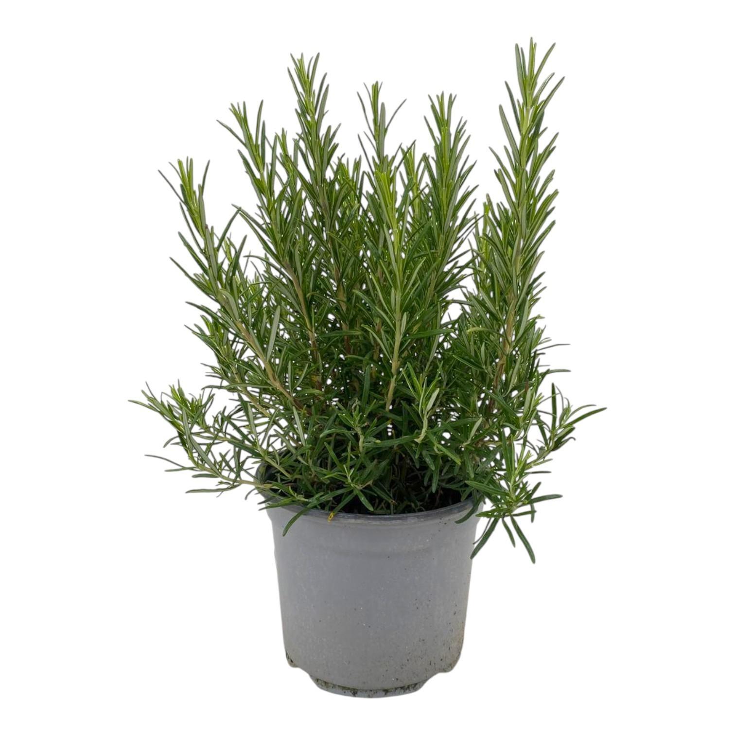 Горшечные цветы и растения оптом Rosmarinus Officinalis от 1шт из Голландии с доставкой по России