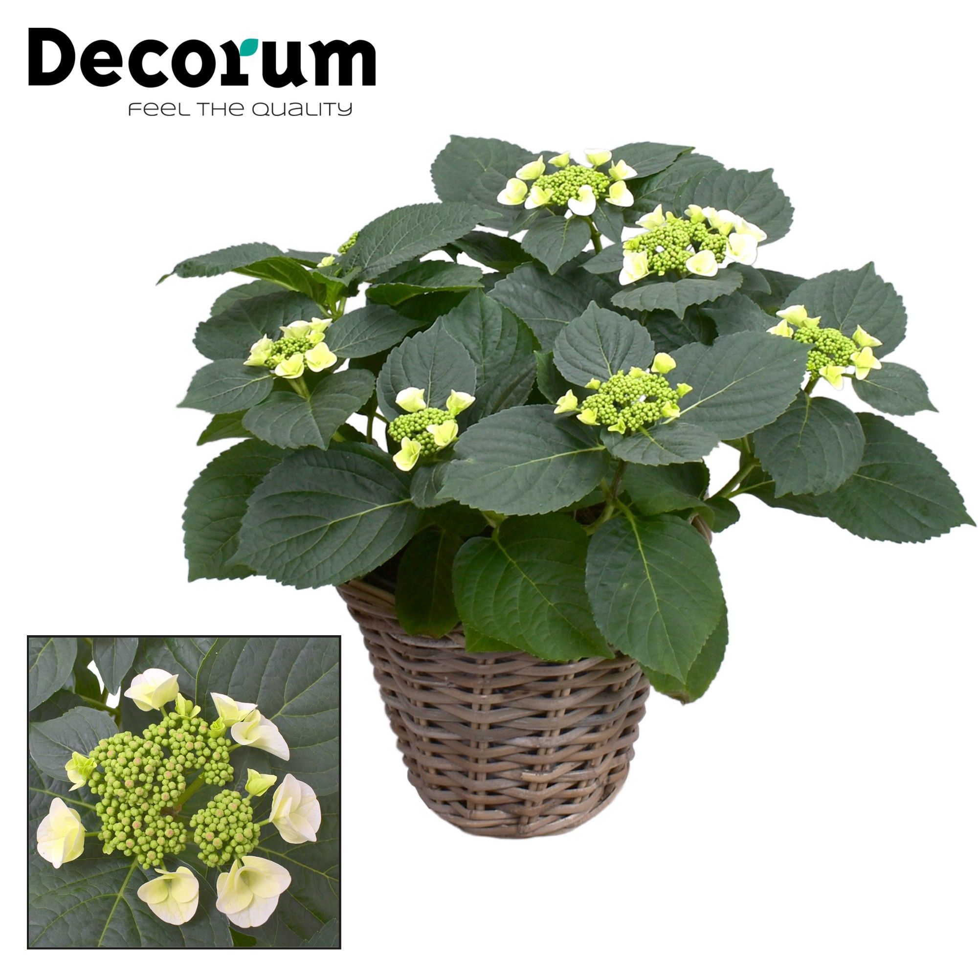 Горшечные цветы и растения оптом Hydrangea Teller Benxi (white) 7+ Basket (decorum) от 1шт из Голландии с доставкой по России