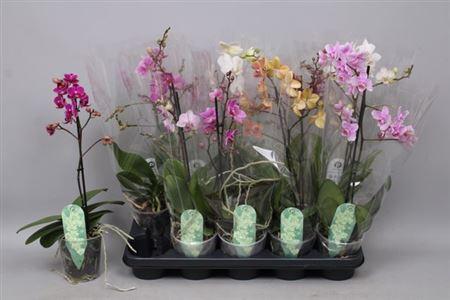 Горшечные цветы и растения оптом Phal Mf Gem 5 Kl 1 Branche 12+ от 10шт из Голландии с доставкой по России