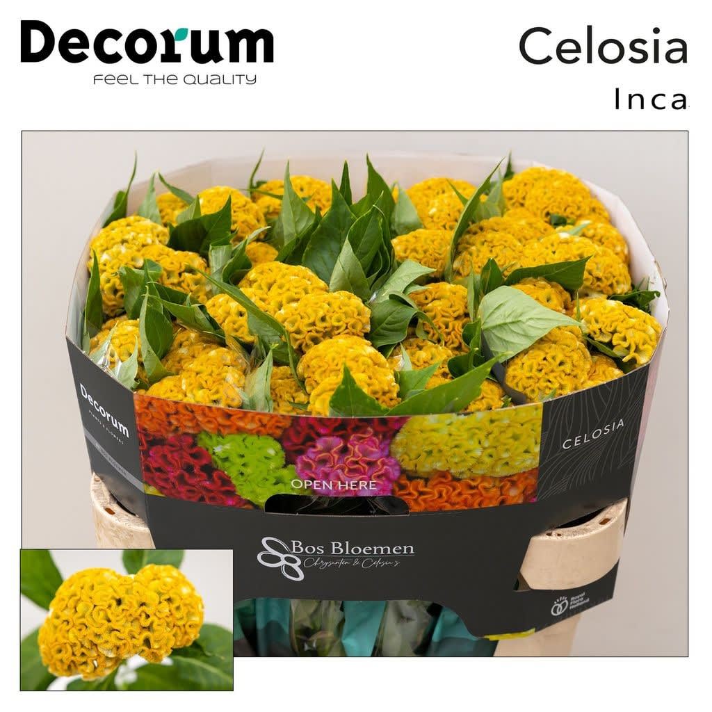 Срезанные цветы оптом Celosia reprise gold от 40шт из Голландии с доставкой по России