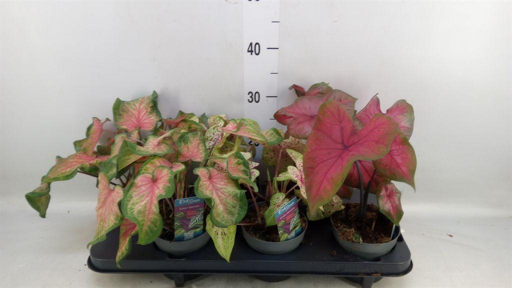 Горшечные цветы и растения оптом Caladium   ...mix от 6шт из Голландии с доставкой по России
