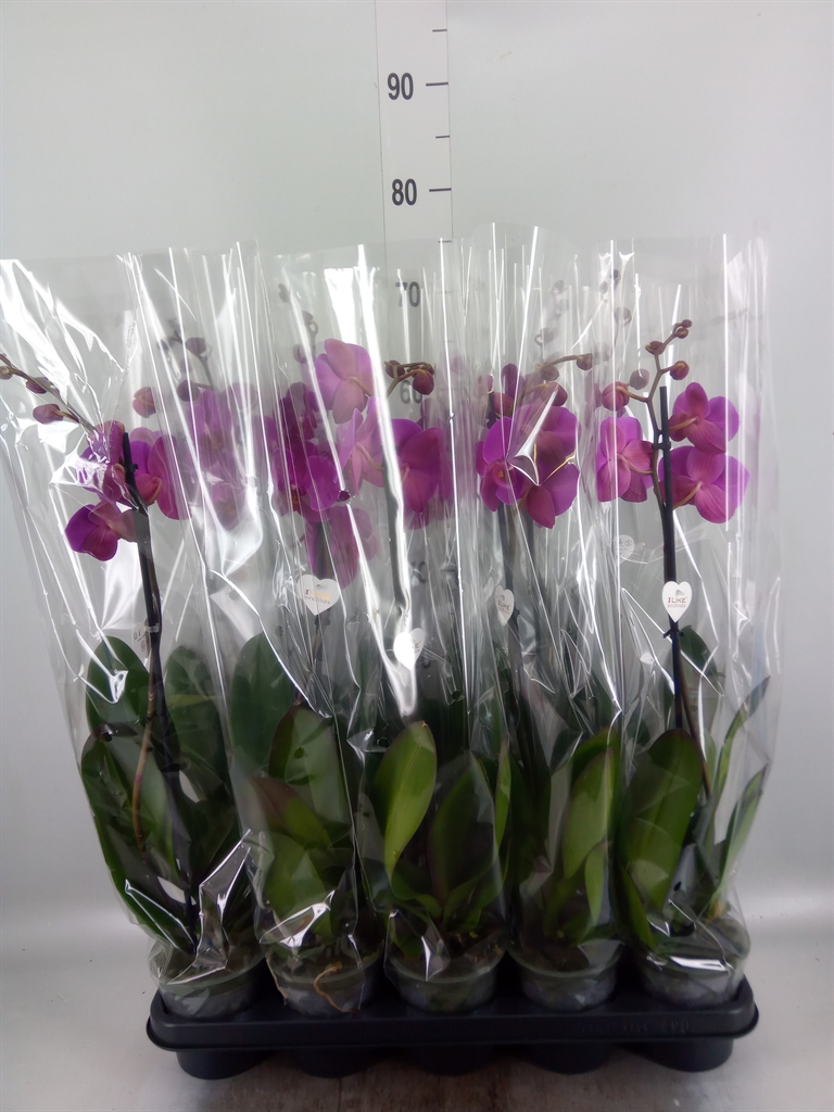 Горшечные цветы и растения оптом Phalaenopsis   ...lilac от 10шт из Голландии с доставкой по России